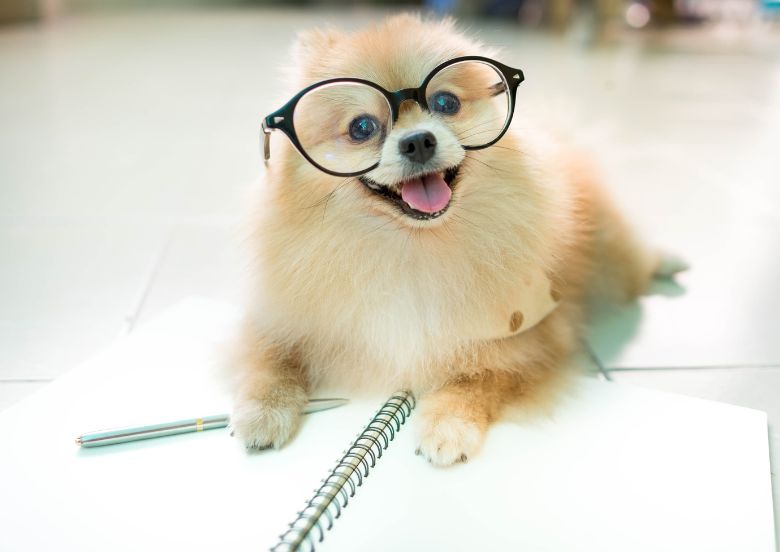 Perro optica